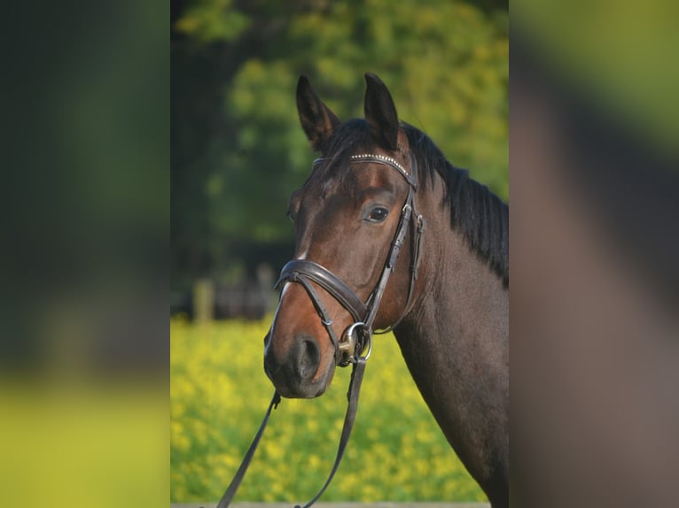 Hannoveriano Caballo castrado 5 años 169 cm Castaño in Moers