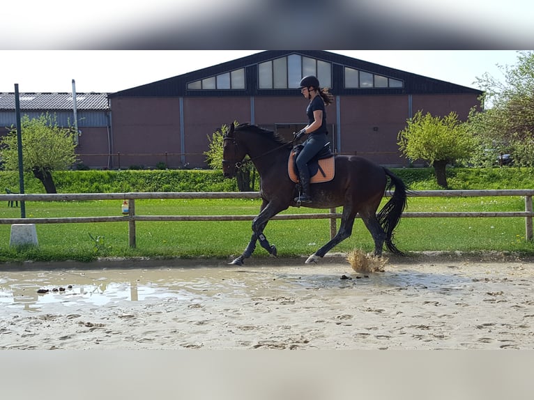 Hannoveriano Caballo castrado 5 años 169 cm Castaño in Moers