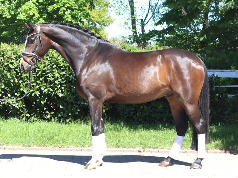 Hannoveriano Caballo castrado 5 años 169 cm Castaño in Selsingen