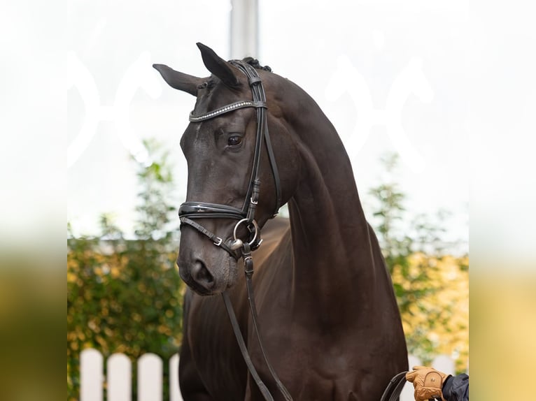 Hannoveriano Caballo castrado 5 años 169 cm Castaño in Verden