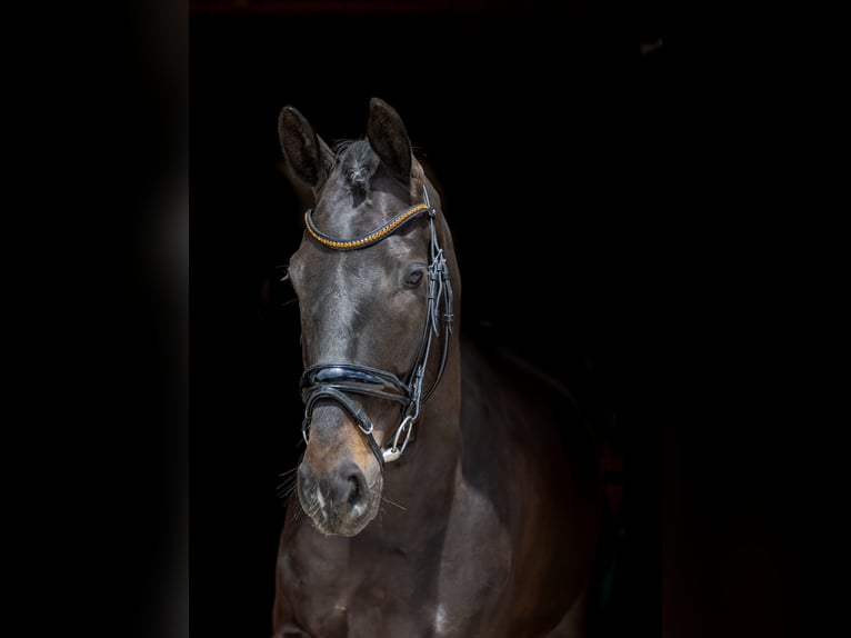 Hannoveriano Caballo castrado 5 años 169 cm Castaño oscuro in Rosenheim