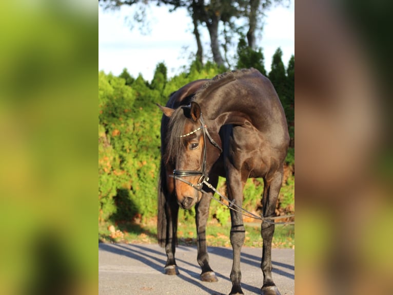 Hannoveriano Caballo castrado 5 años 169 cm Castaño oscuro in Fürstenau