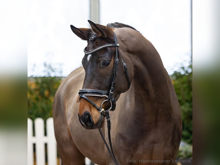 Hannoveriano Caballo castrado 5 años 169 cm Castaño oscuro in Verden