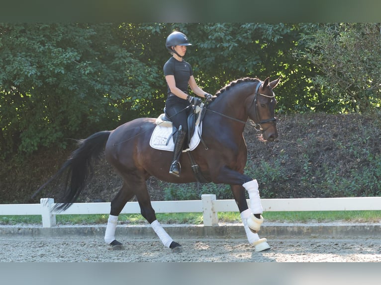 Hannoveriano Caballo castrado 5 años 169 cm Morcillo in Rheine