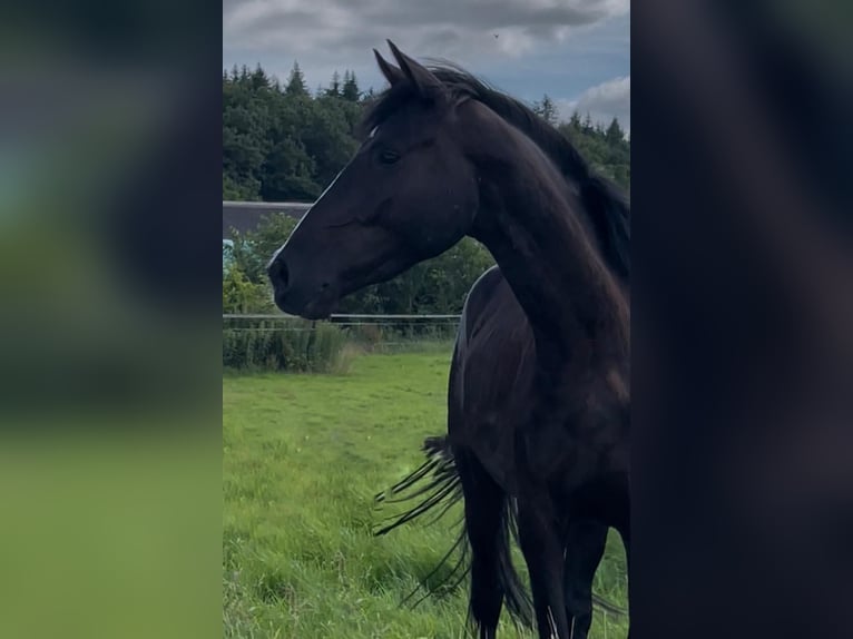 Hannoveriano Caballo castrado 5 años 169 cm Negro in Bremervörde