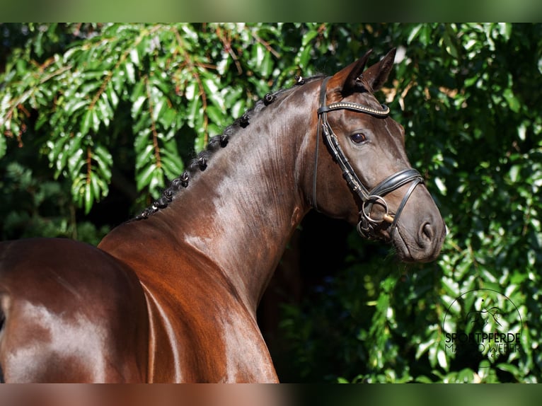 Hannoveriano Caballo castrado 5 años 169 cm Negro in Schapen