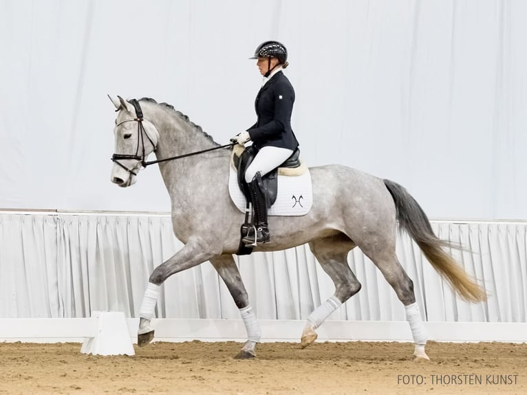 Hannoveriano Caballo castrado 5 años 169 cm Tordo in Verden