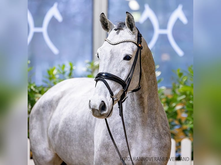 Hannoveriano Caballo castrado 5 años 169 cm Tordo in Verden