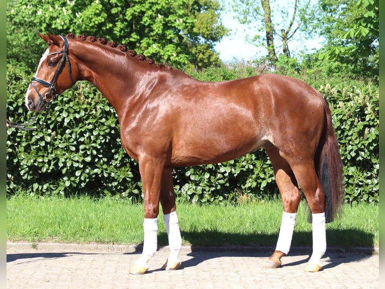 Hannoveriano Caballo castrado 5 años 170 cm Alazán in Selsingen