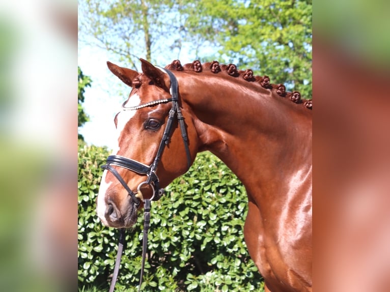 Hannoveriano Caballo castrado 5 años 170 cm Alazán in Selsingen