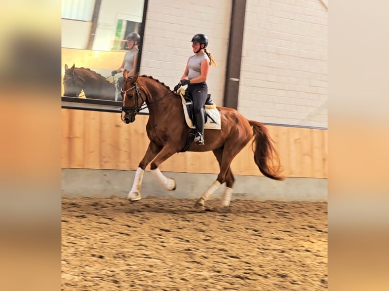 Hannoveriano Caballo castrado 5 años 170 cm Alazán in Kempen