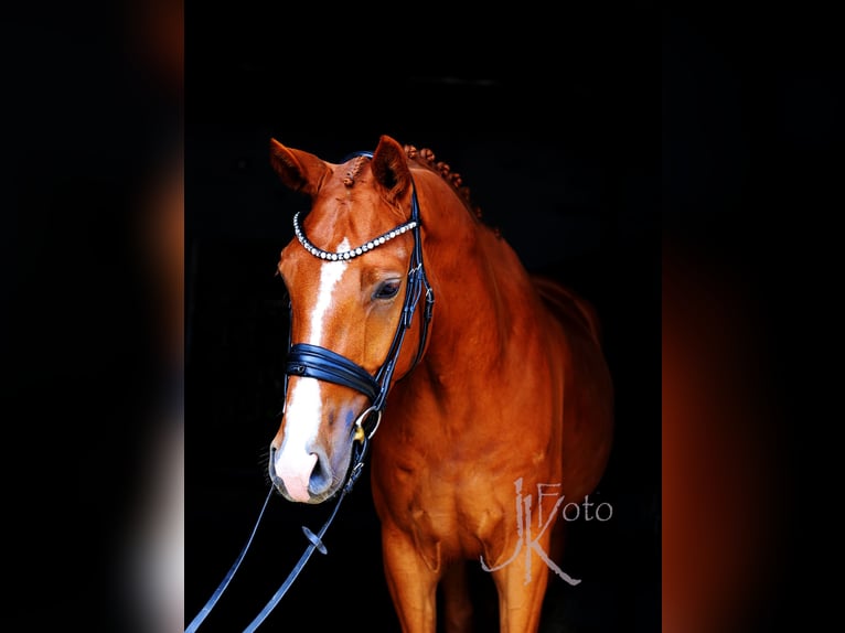 Hannoveriano Caballo castrado 5 años 170 cm Alazán in Kempen