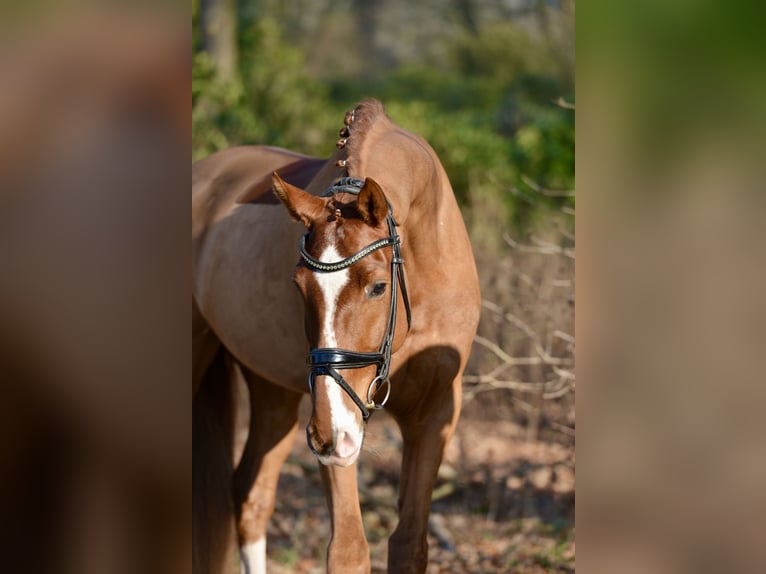 Hannoveriano Caballo castrado 5 años 170 cm Alazán in Dötlingen