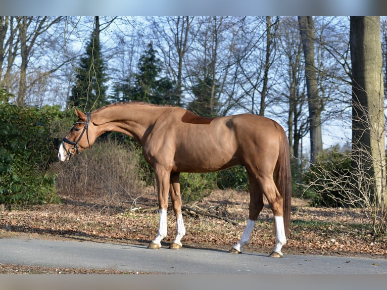 Hannoveriano Caballo castrado 5 años 170 cm Alazán in Dötlingen