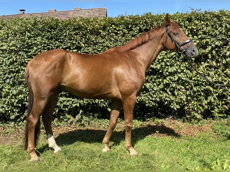 Hannoveriano Caballo castrado 5 años 170 cm Alazán in Elze Esbeck