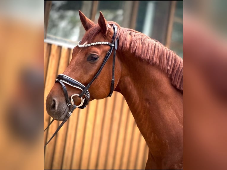 Hannoveriano Caballo castrado 5 años 170 cm Alazán in Niederkassel