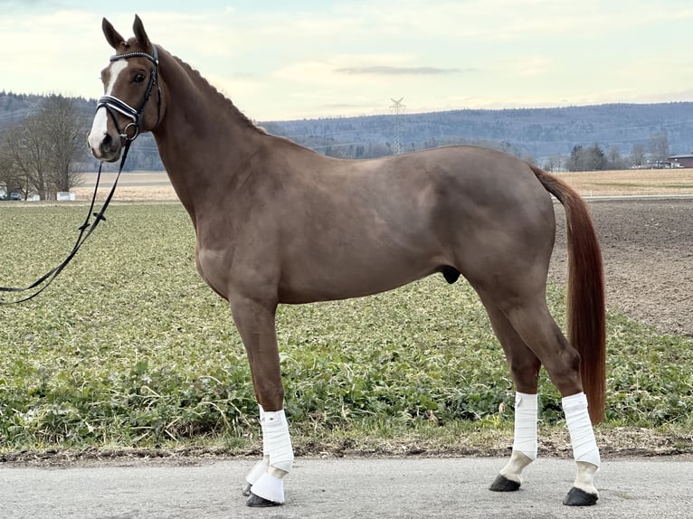 Hannoveriano Caballo castrado 5 años 170 cm Alazán in Riedlingen