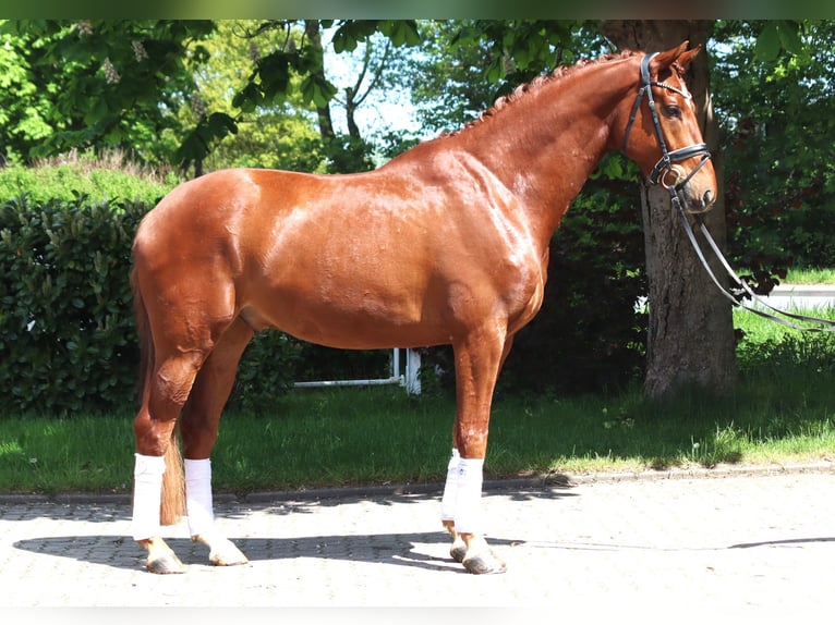Hannoveriano Caballo castrado 5 años 170 cm Alazán in Selsingen