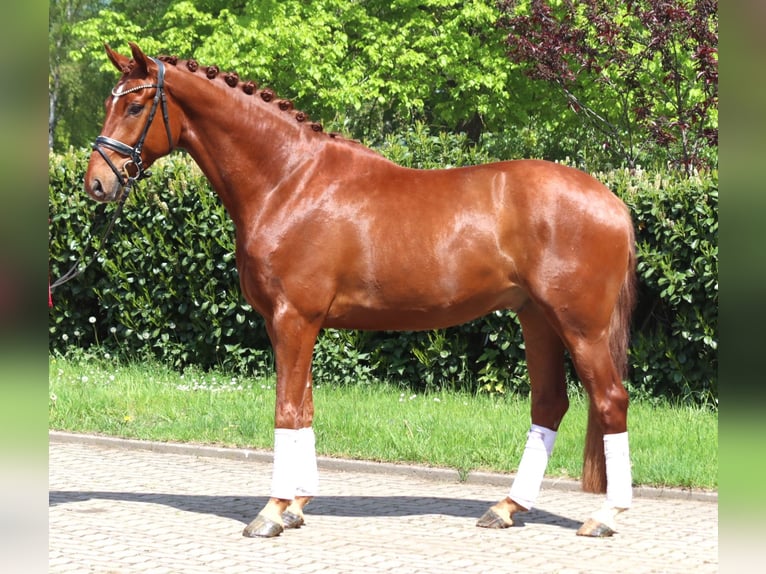 Hannoveriano Caballo castrado 5 años 170 cm Alazán in Selsingen