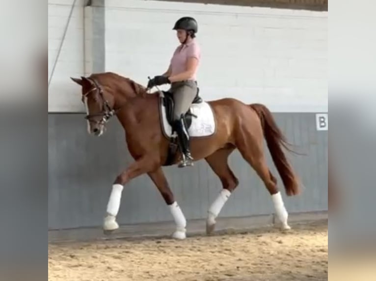 Hannoveriano Caballo castrado 5 años 170 cm Alazán in Tiddische