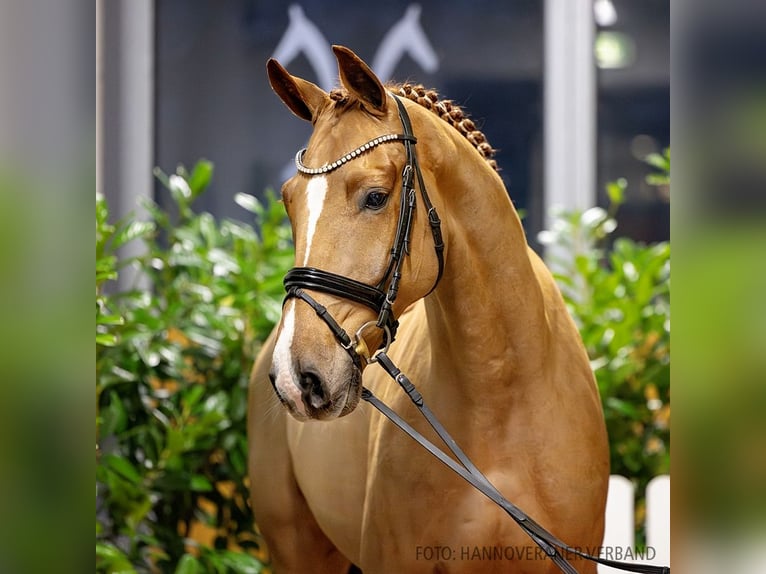 Hannoveriano Caballo castrado 5 años 170 cm Alazán in Verden