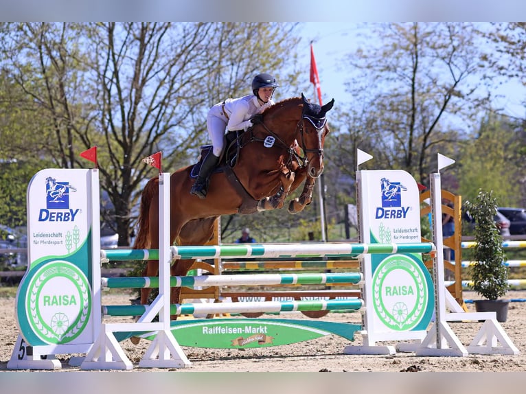 Hannoveriano Caballo castrado 5 años 170 cm Alazán in Elsdorf