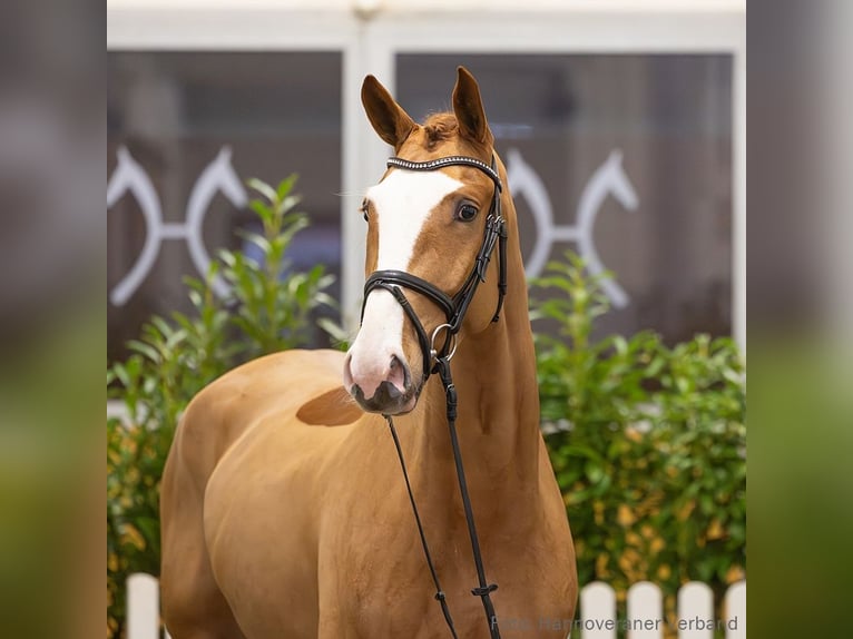 Hannoveriano Caballo castrado 5 años 170 cm Alazán in Verden