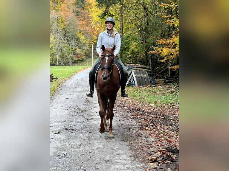 Hannoveriano Caballo castrado 5 años 170 cm Alazán-tostado in Tolmin