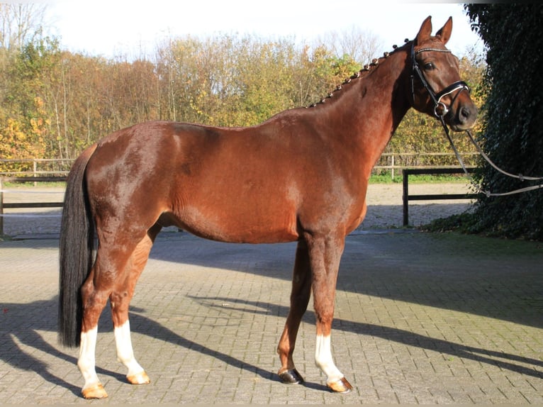 Hannoveriano Caballo castrado 5 años 170 cm Alazán-tostado in Gronau (Westfalen)