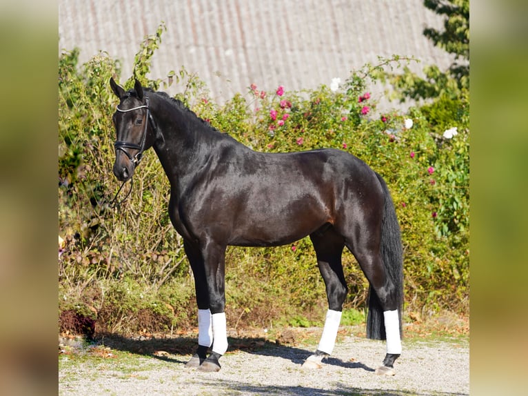 Hannoveriano Caballo castrado 5 años 170 cm in Hoh