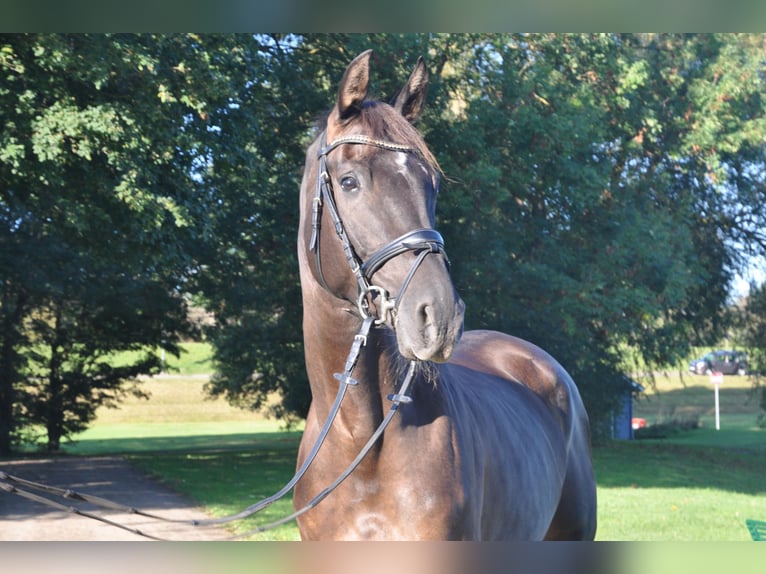 Hannoveriano Caballo castrado 5 años 170 cm in Hamburg Kirchwerder