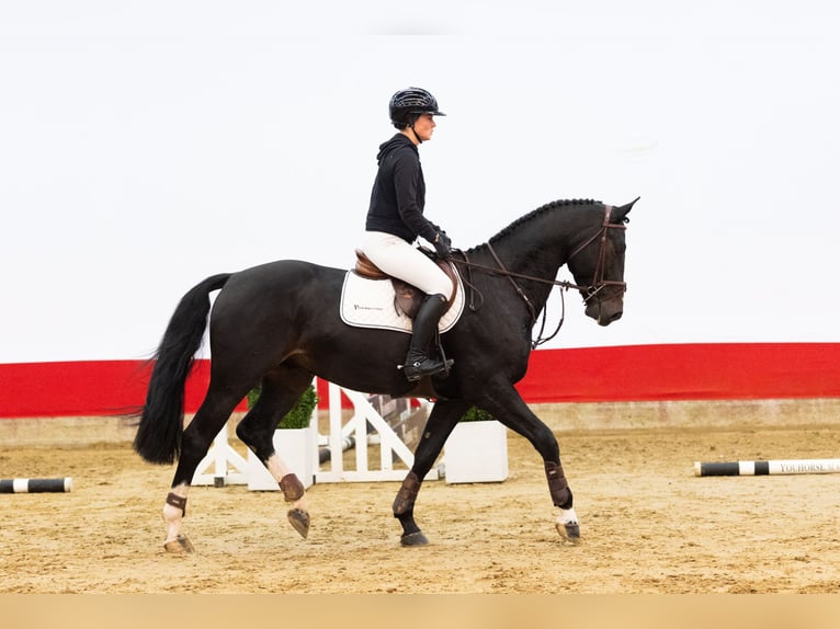 Hannoveriano Caballo castrado 5 años 170 cm in Waddinxveen