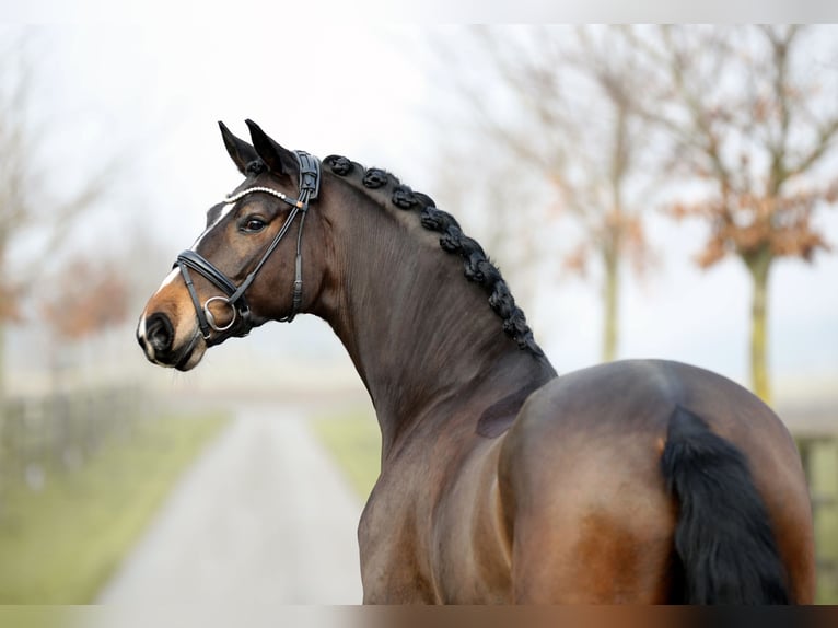 Hannoveriano Caballo castrado 5 años 170 cm Castaño in Diepholz