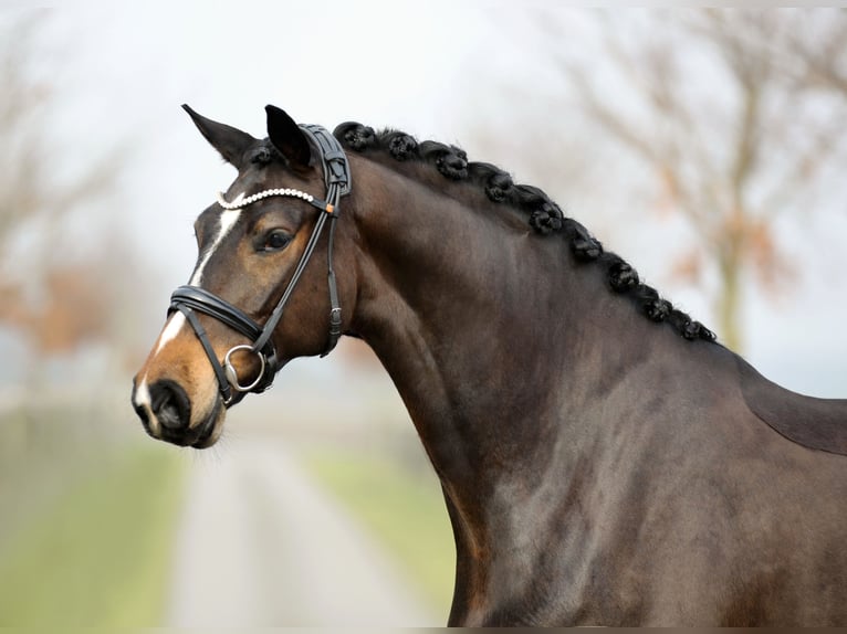 Hannoveriano Caballo castrado 5 años 170 cm Castaño in Diepholz