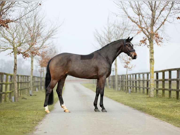 Hannoveriano Caballo castrado 5 años 170 cm Castaño in Diepholz