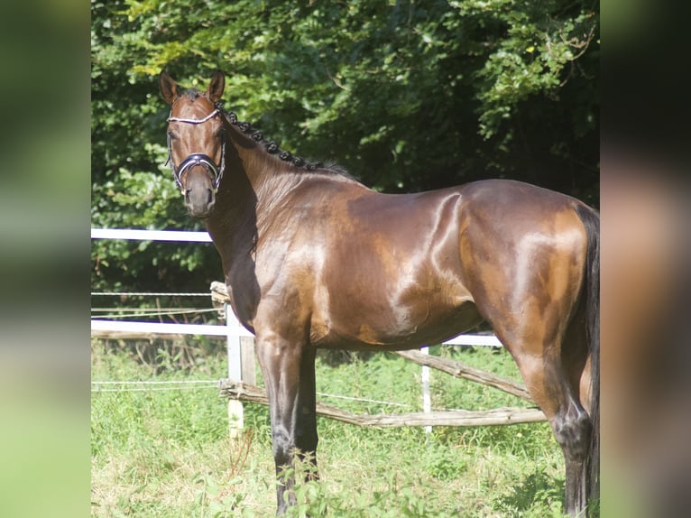 Hannoveriano Caballo castrado 5 años 170 cm Castaño in Alfstedt