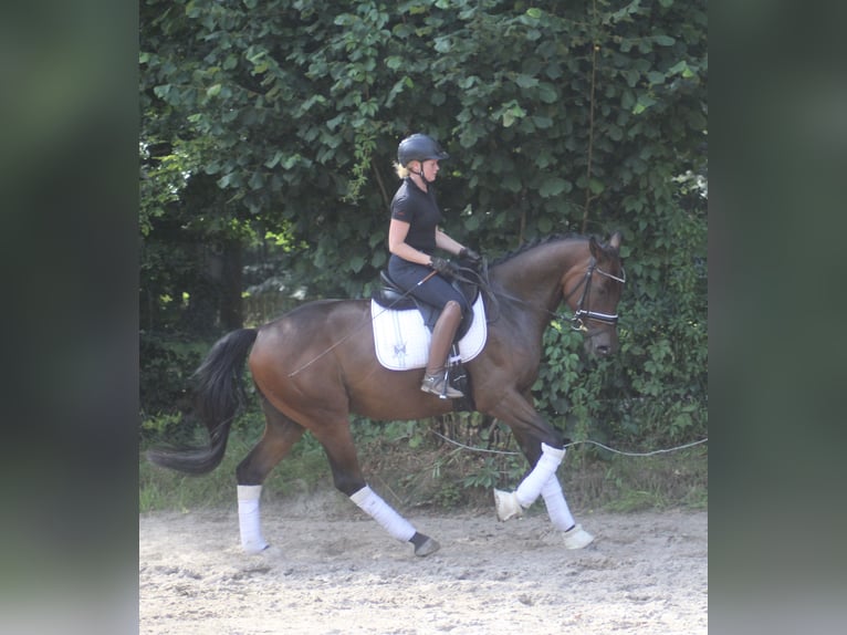 Hannoveriano Caballo castrado 5 años 170 cm Castaño in Alfstedt