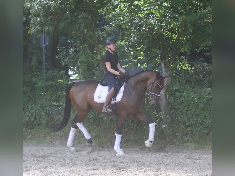 Hannoveriano Caballo castrado 5 años 170 cm Castaño in Alfstedt