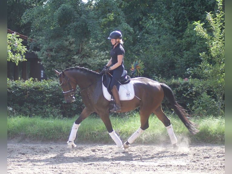 Hannoveriano Caballo castrado 5 años 170 cm Castaño in Alfstedt