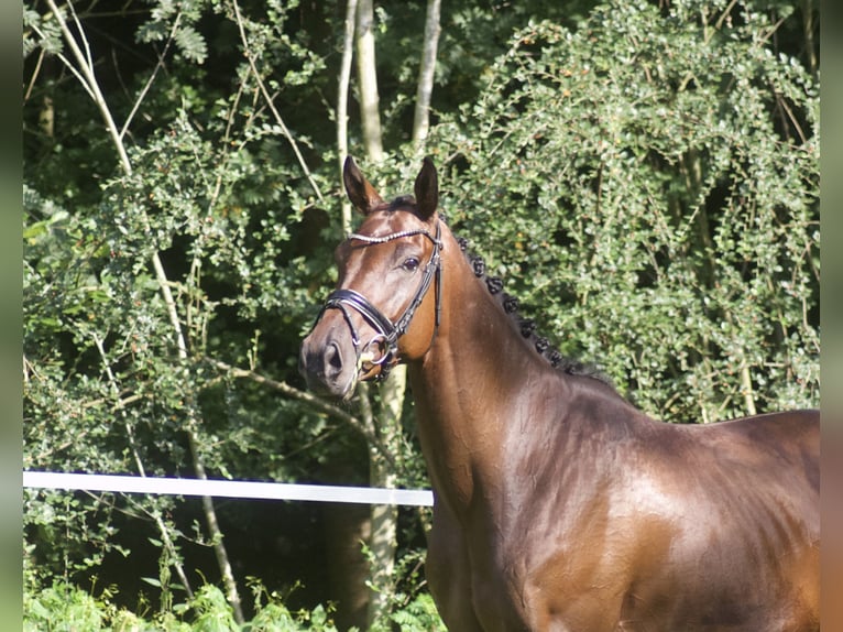Hannoveriano Caballo castrado 5 años 170 cm Castaño in Alfstedt