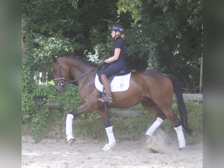 Hannoveriano Caballo castrado 5 años 170 cm Castaño in Alfstedt