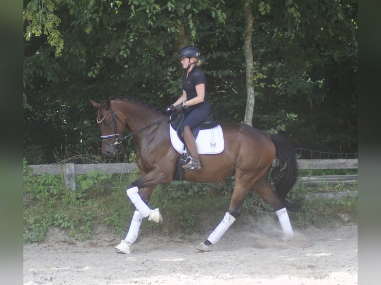 Hannoveriano Caballo castrado 5 años 170 cm Castaño in Alfstedt