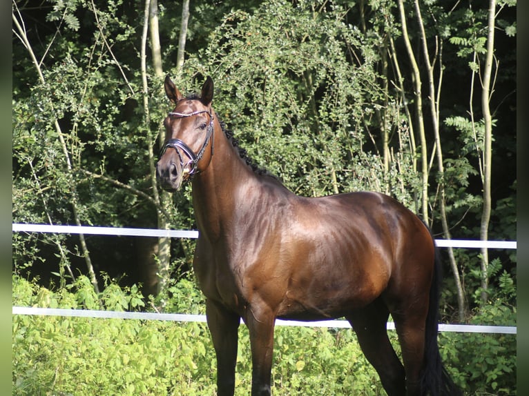 Hannoveriano Caballo castrado 5 años 170 cm Castaño in Alfstedt