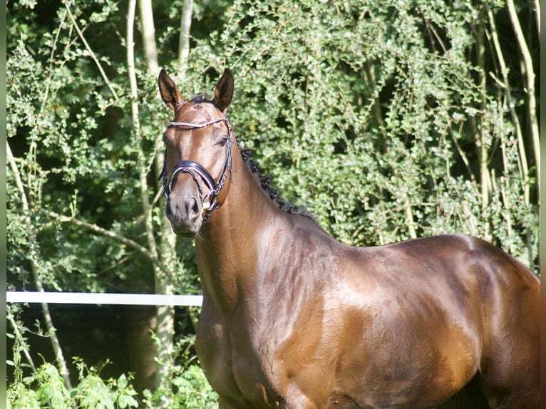 Hannoveriano Caballo castrado 5 años 170 cm Castaño in Alfstedt