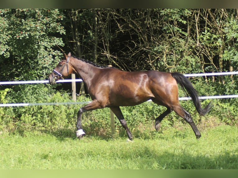 Hannoveriano Caballo castrado 5 años 170 cm Castaño in Alfstedt