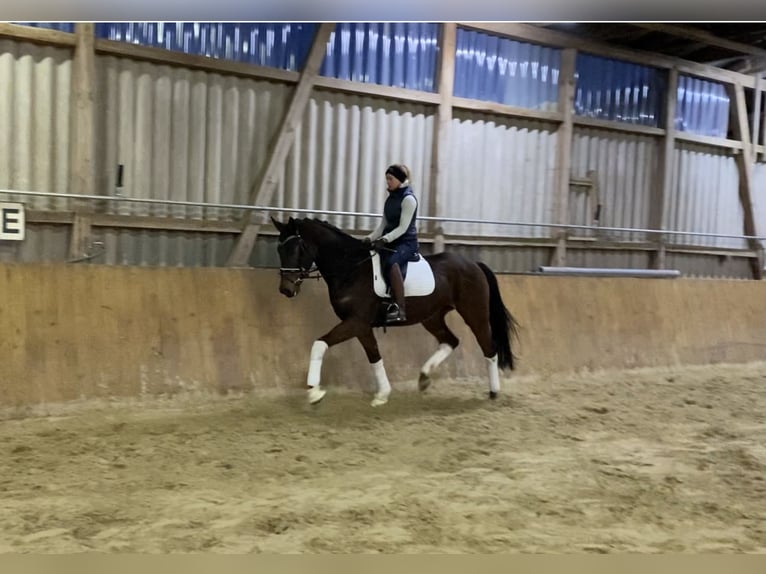 Hannoveriano Caballo castrado 5 años 170 cm Castaño in Alfstedt