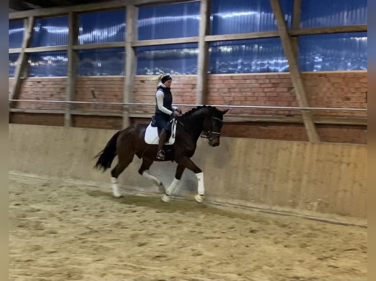 Hannoveriano Caballo castrado 5 años 170 cm Castaño in Alfstedt