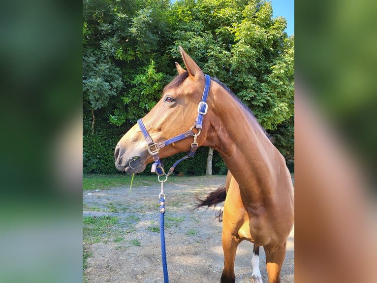 Hannoveriano Caballo castrado 5 años 170 cm Castaño in Mainxe