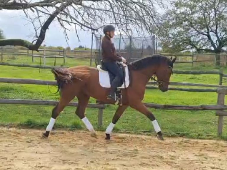 Hannoveriano Caballo castrado 5 años 170 cm Castaño in Mainxe