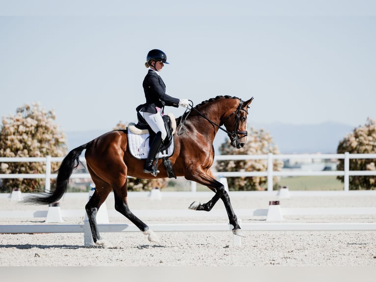 Hannoveriano Caballo castrado 5 años 170 cm Castaño in Pedrezuela